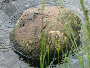 Enquêtez sur les empreintes d'animaux au bord de la rivière Epreintes de loutre