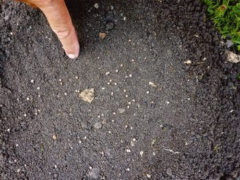 semer des radis sur une taupinière