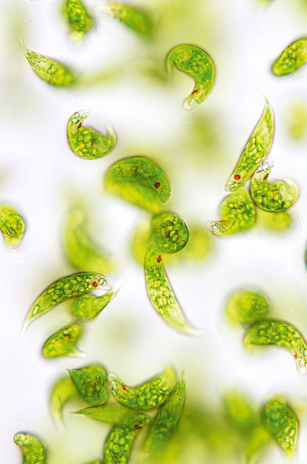 Symbiose : quand des animaux s'associent avec des plantes
