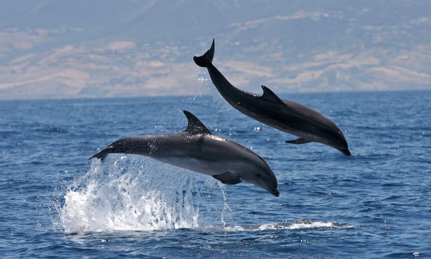 Pourquoi si peu de dauphins observés?