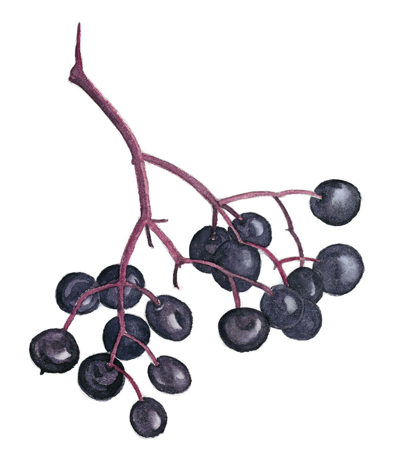 Le sureau, arbre aux oiseaux