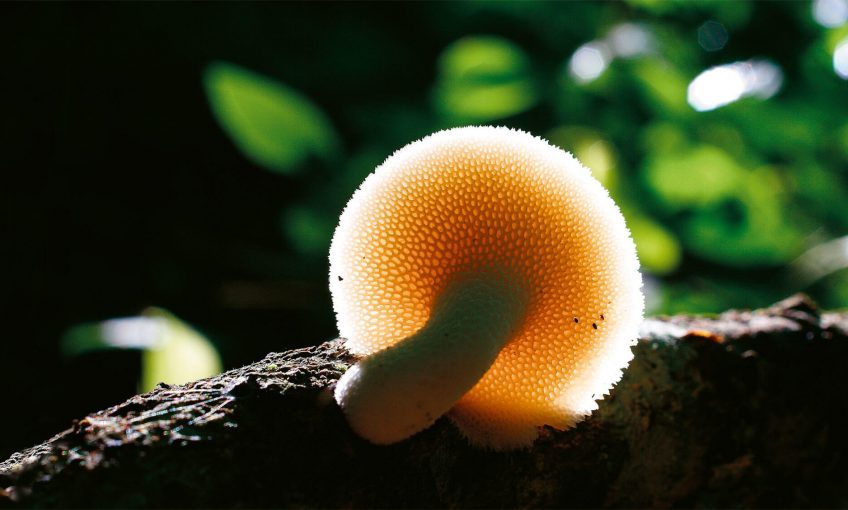 Chapeau bas, les champignons!