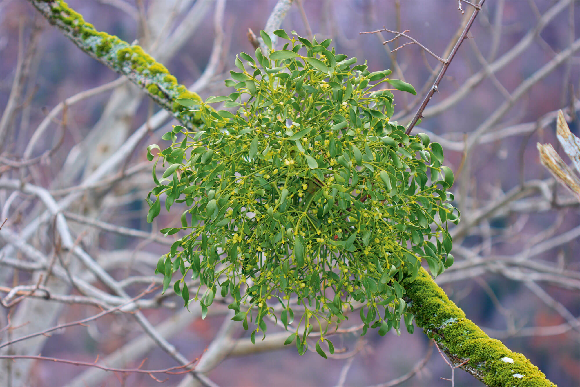 7 plantes aux feuilles hors-du-commun