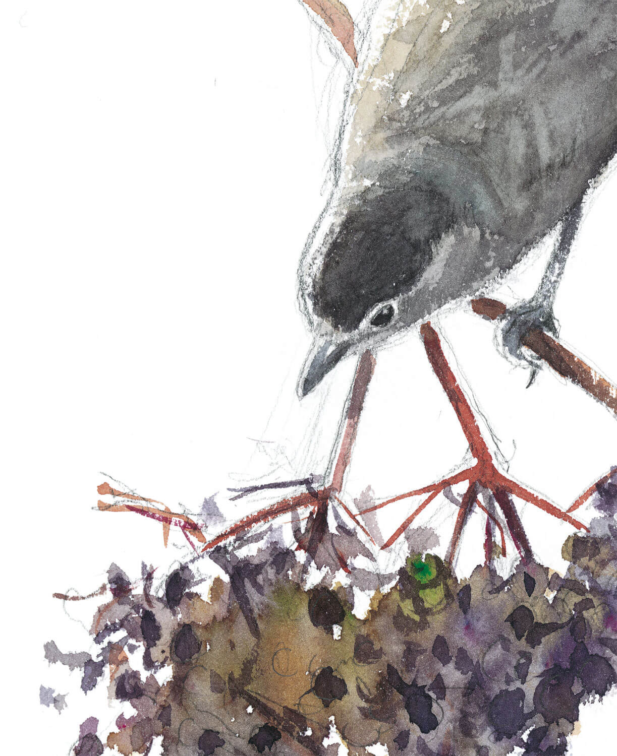 Le sureau, arbre aux oiseaux