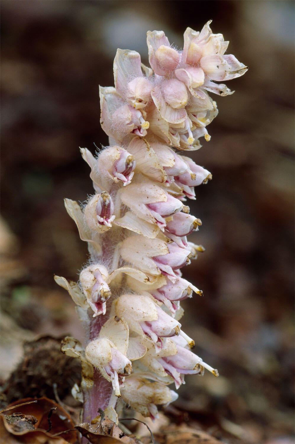 7 plantes aux feuilles hors-du-commun