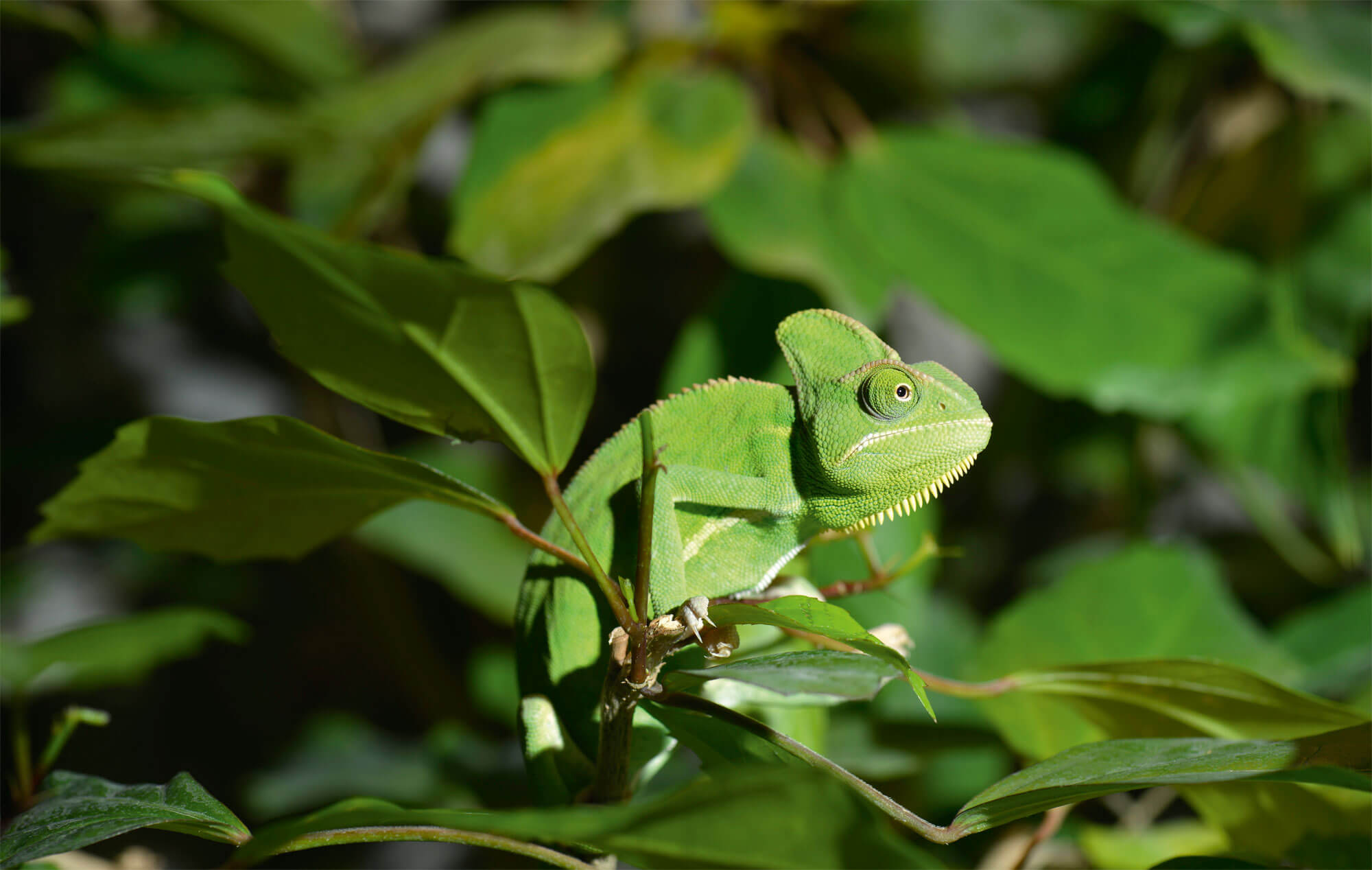 Vert, une couleur camouflage pour les animaux