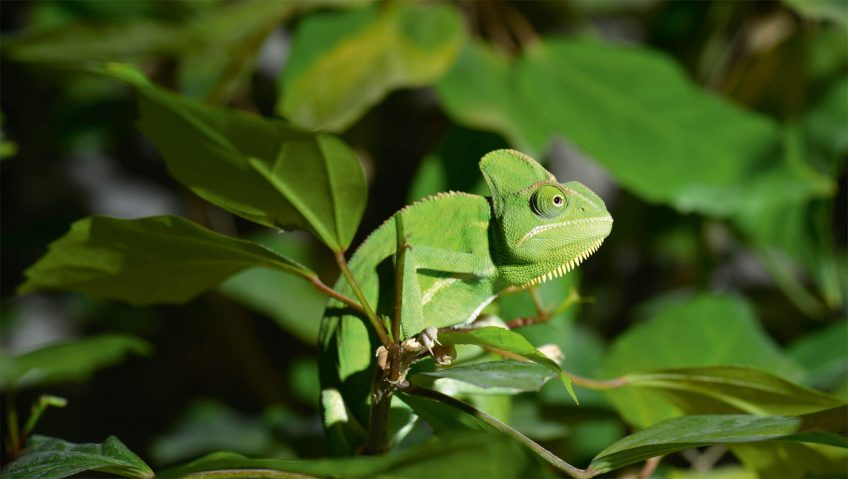 Vert, une couleur camouflage pour les animaux - La Salamandre
