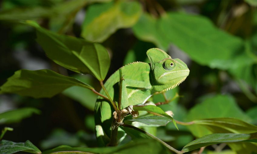 Vert, une couleur camouflage pour les animaux
