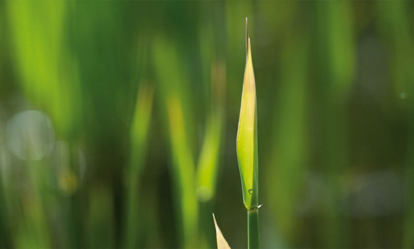 Vert, espoir ou trahison?
