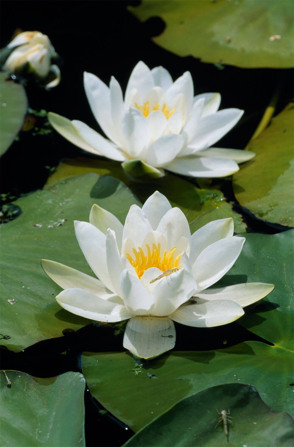 7 plantes aux feuilles hors-du-commun