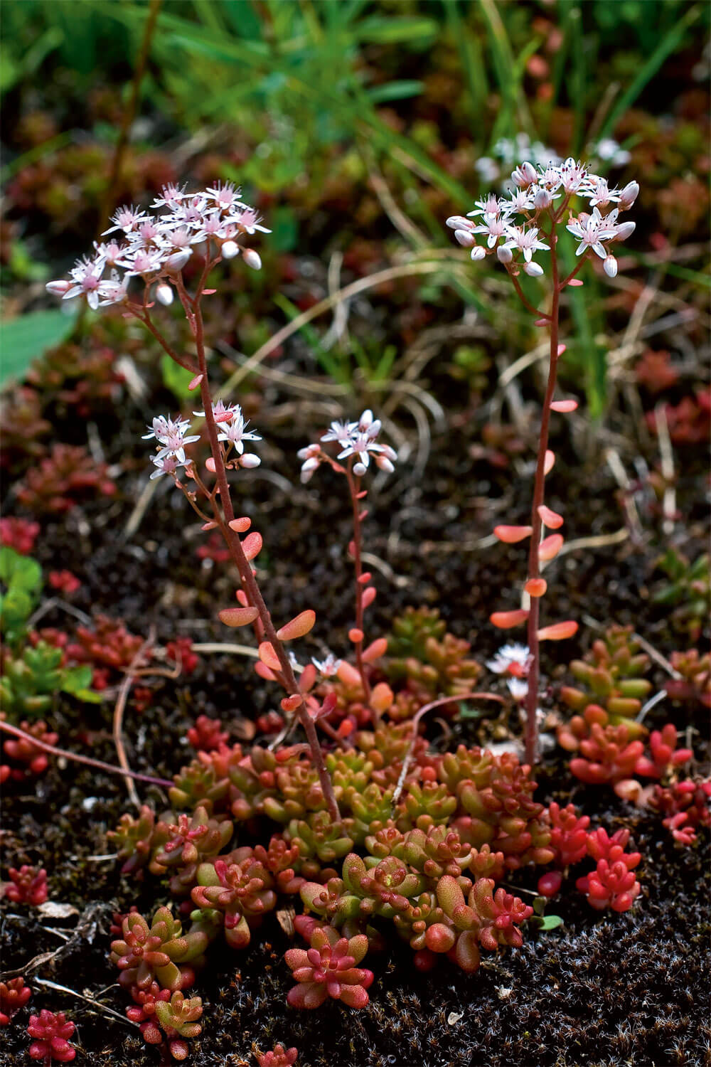 7 plantes aux feuilles hors-du-commun