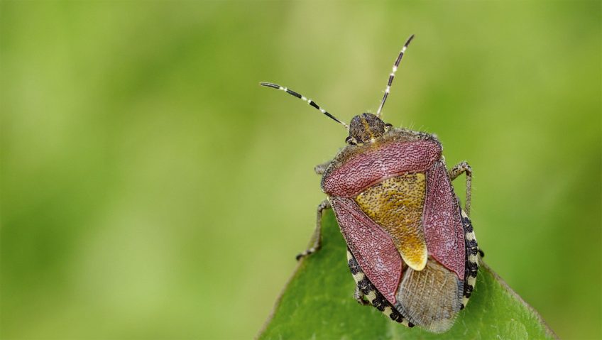 Pourquoi les punaises puent-elles ?