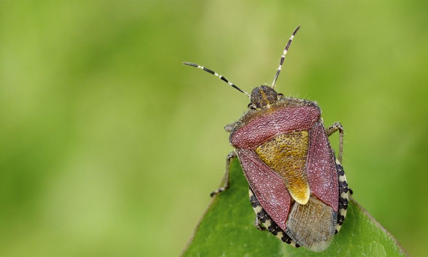Pourquoi les punaises puent-elles ?