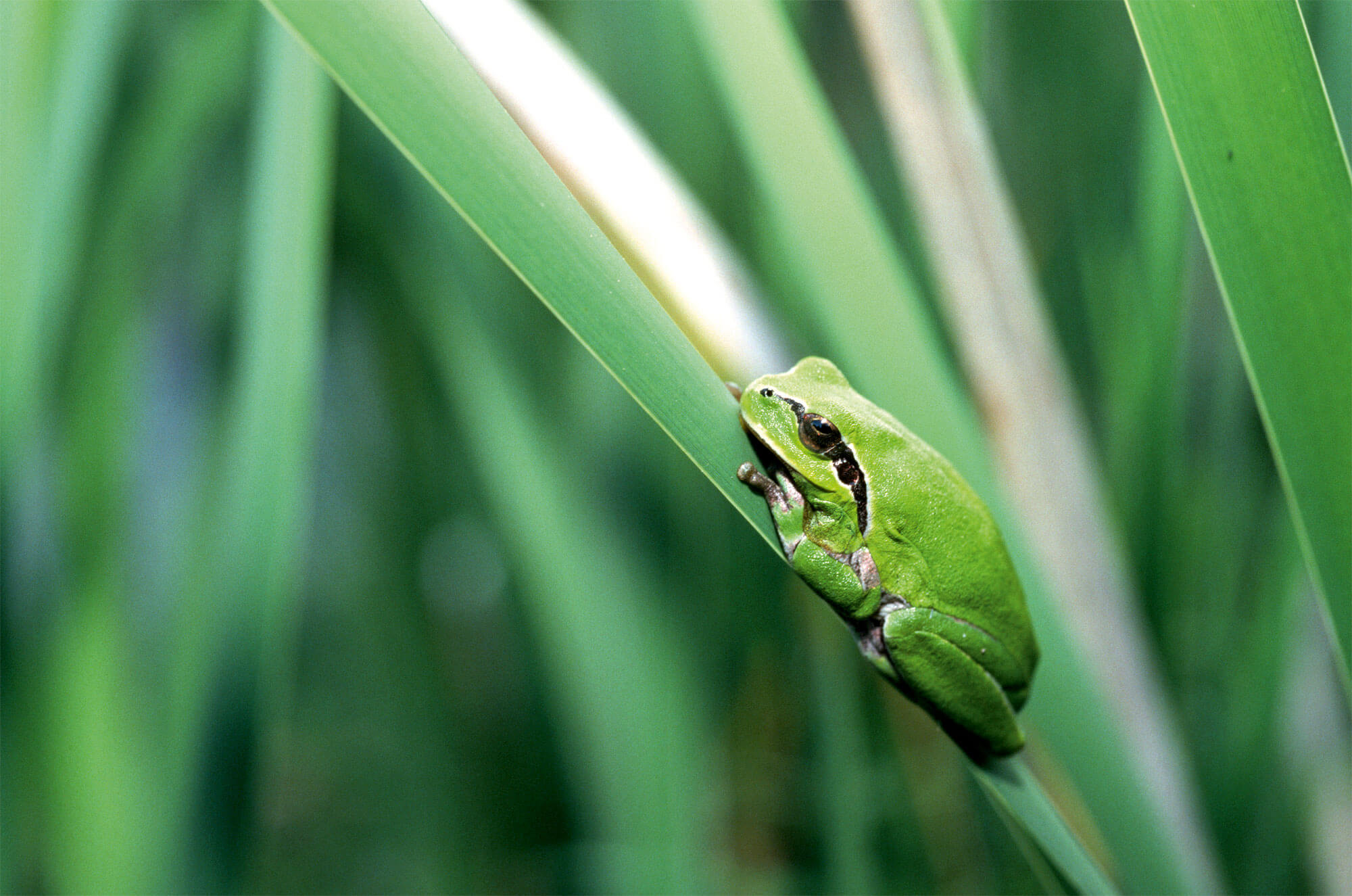 Vert, une couleur camouflage pour les animaux