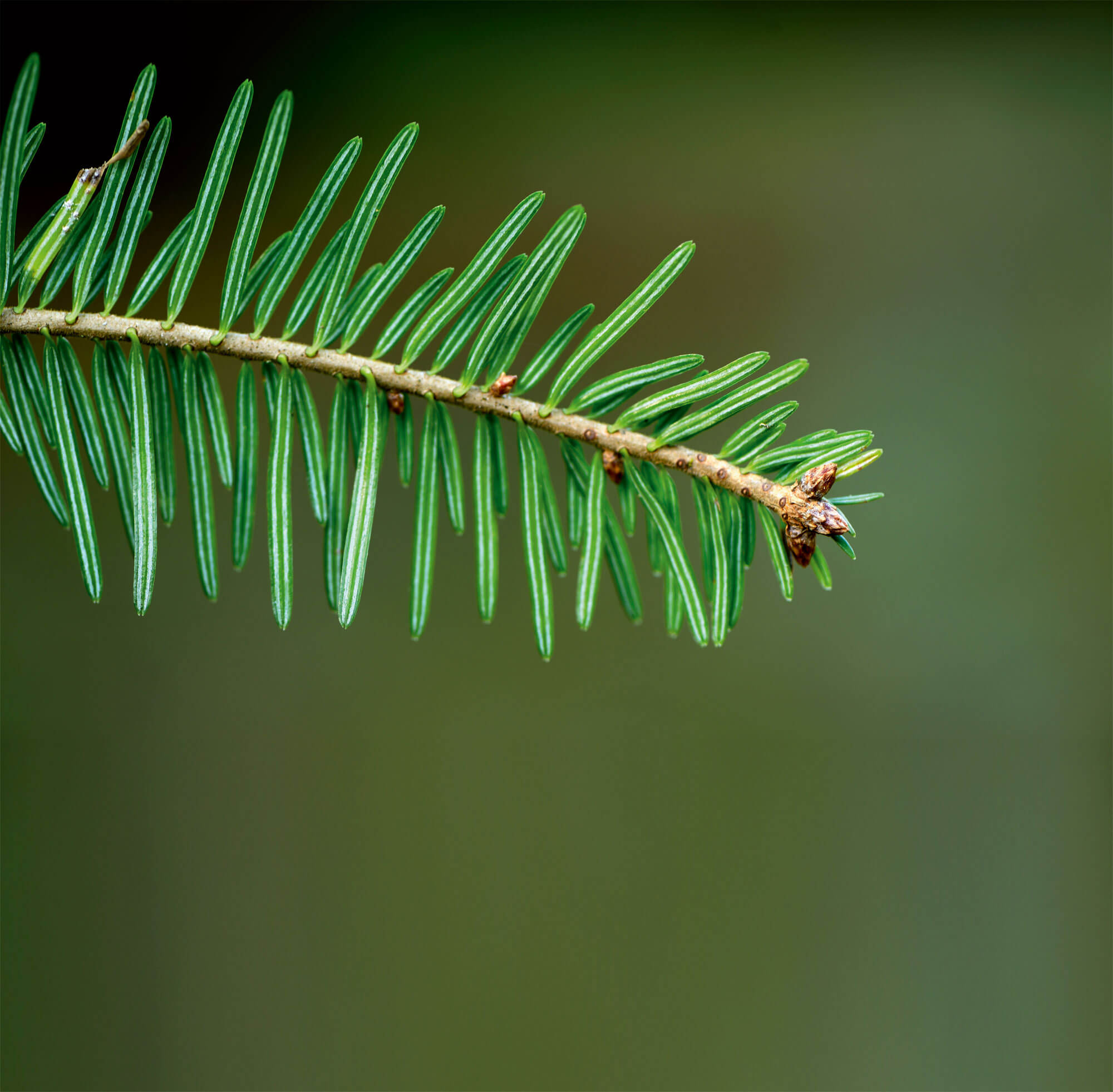 7 plantes aux feuilles hors-du-commun