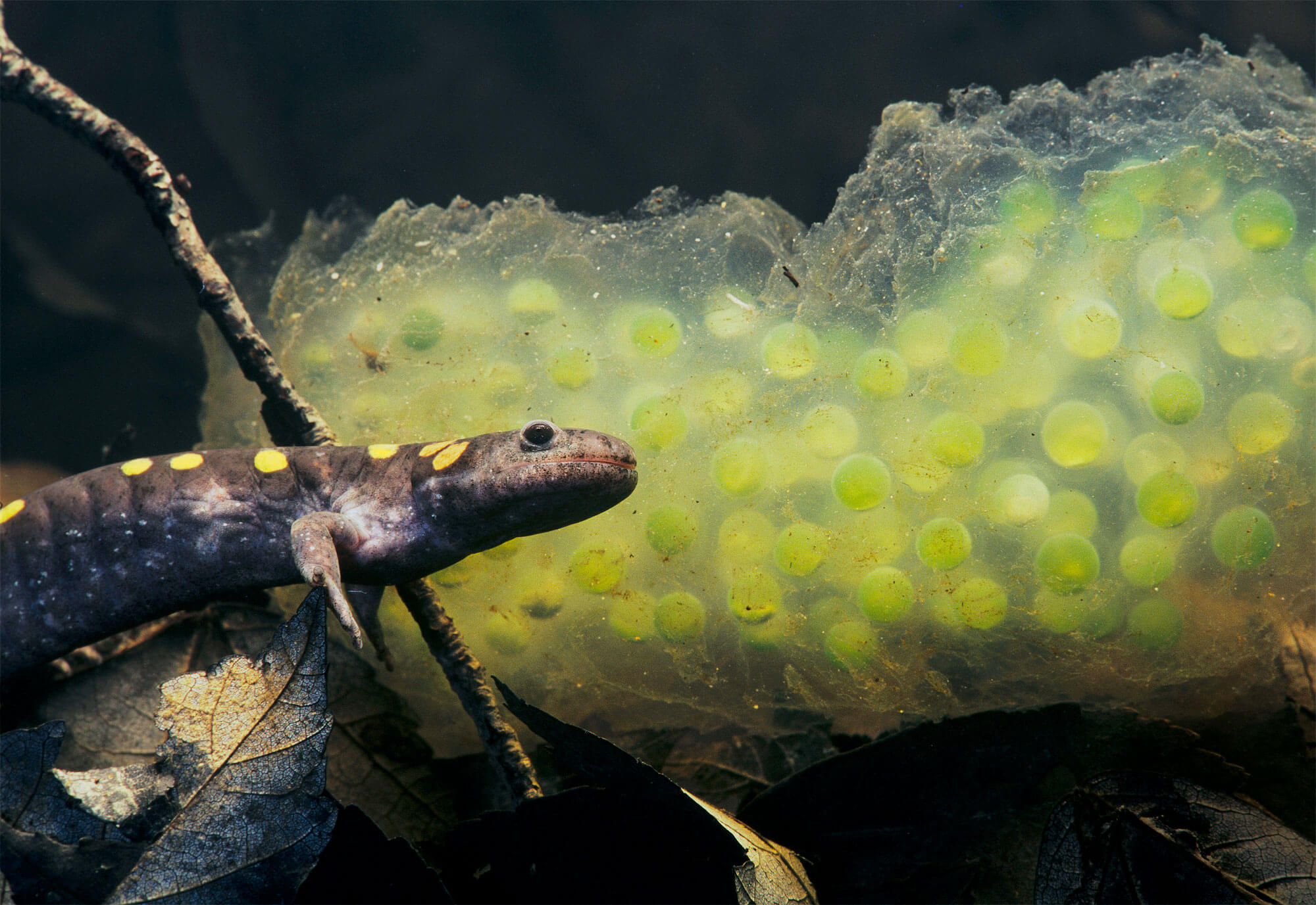 Symbiose : quand des animaux s'associent avec des plantes