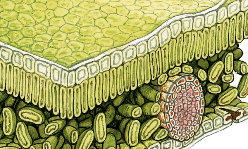 Le fonctionnement d'une feuille d'arbre en détails