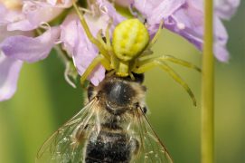 Thomise capturant une abeille / © Alexandre Scheurer