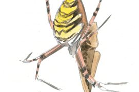 «Une femelle de sauterelle (Platycleis tessellata) s'est laissée prendre sur la toile de l'argiope frelon.» / © Sylvain Leparoux