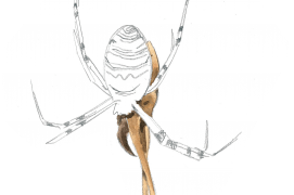 «Une femelle de sauterelle (Platycleis tessellata) s'est laissée prendre sur la toile de l'argiope frelon.» / © Sylvain Leparoux