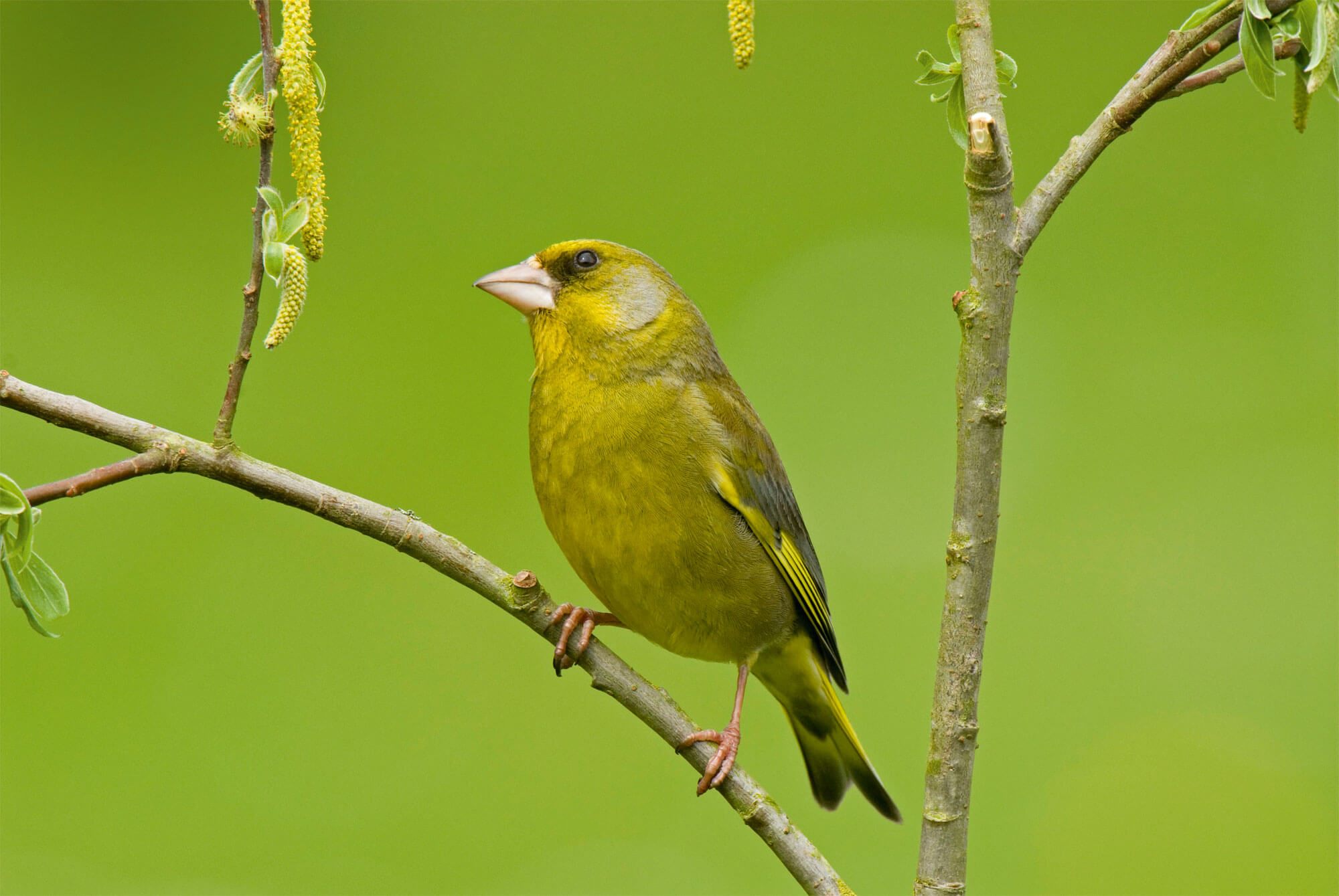 Vert, une couleur camouflage pour les animaux