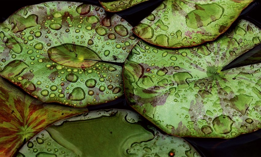 7 plantes aux feuilles hors-du-commun