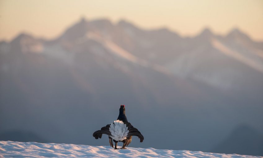 Les Secrets Du Photographe Animalier De Montagne Olivier Born