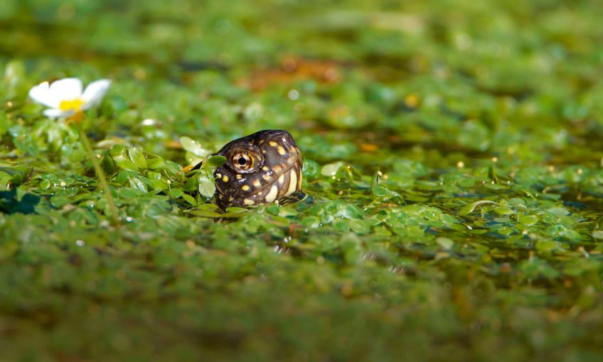Cistude parmi les lentilles d'eau