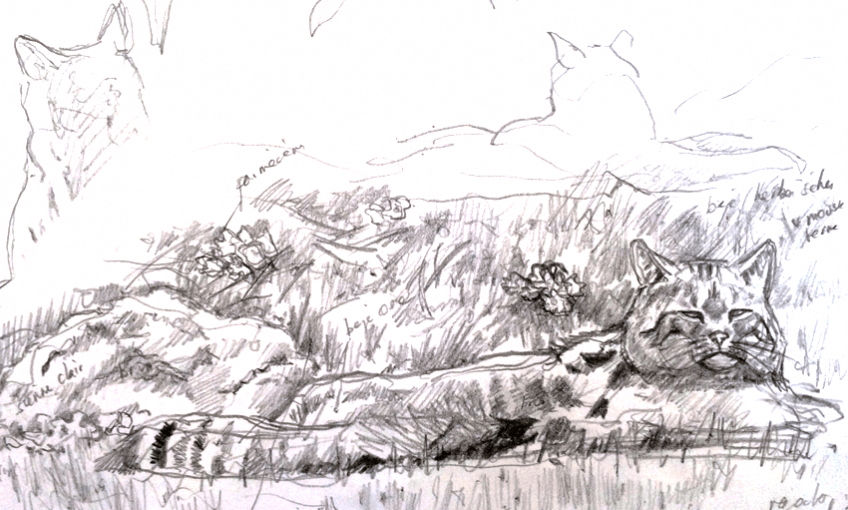 Chat forestier Pierre Baumgart