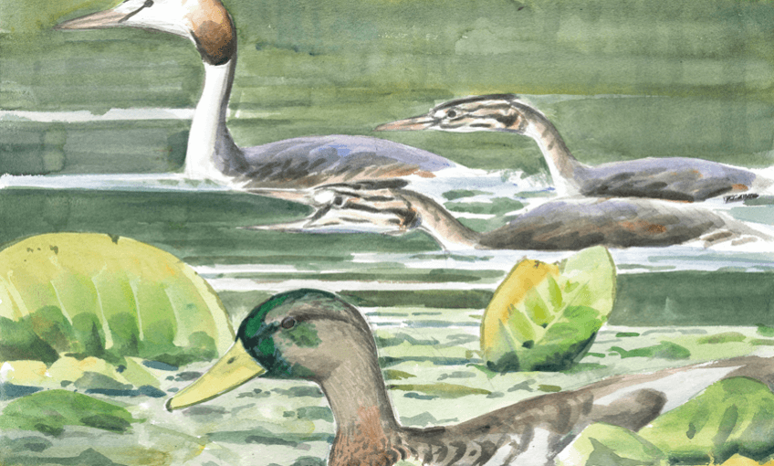 Grèbe et canard par Sylvain Leparoux