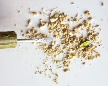 Fabriquez un lance-patates et un kazoo avec des branches de sureau