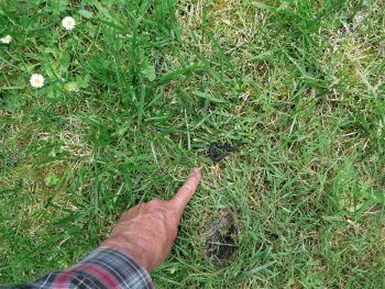 Pistez les empreintes des animaux qui visitent votre jardin la nuit