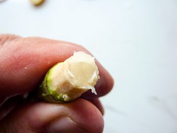 Fabriquez un lance-patates et un kazoo avec des branches de sureau
