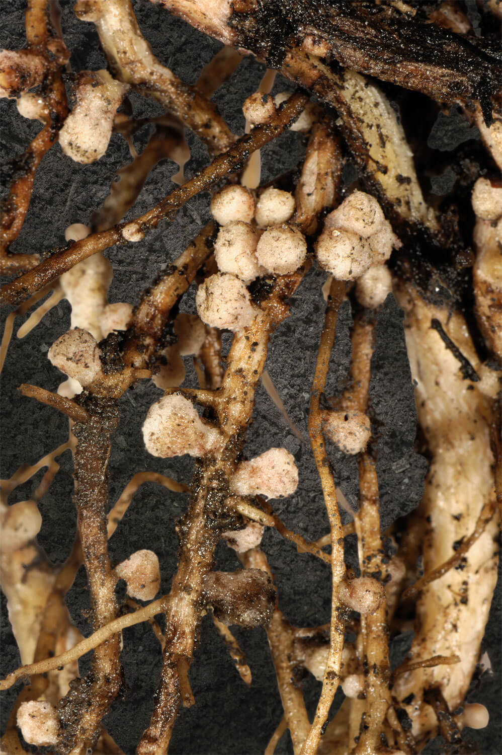 Tout savoir sur les bactéries et champignons du sol