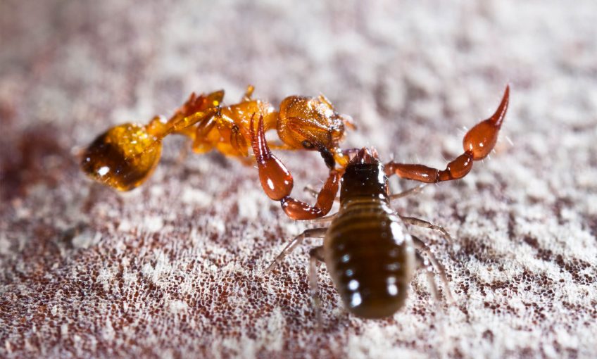 Animaux du sol: pseudoscorpion