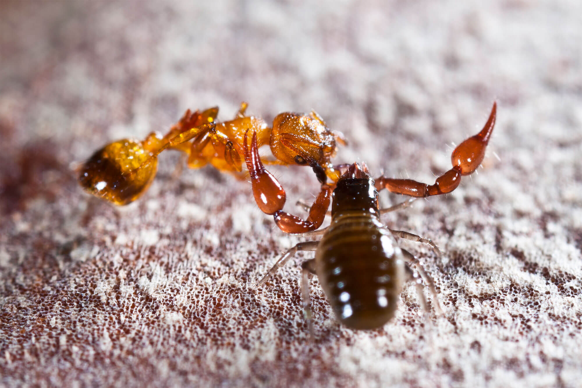 Animaux du sol: pseudoscorpion
