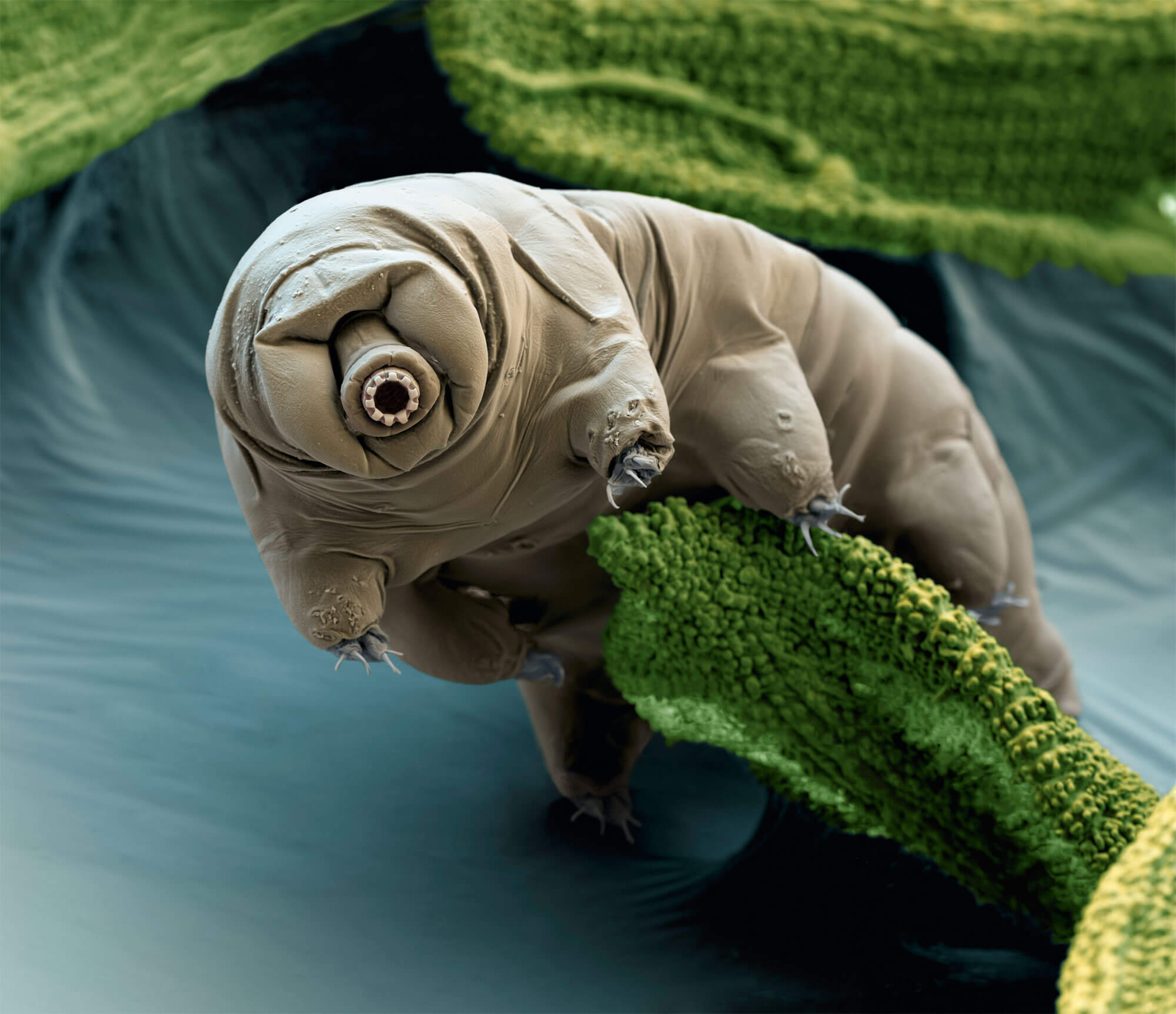 Animaux du sol: tardigrade