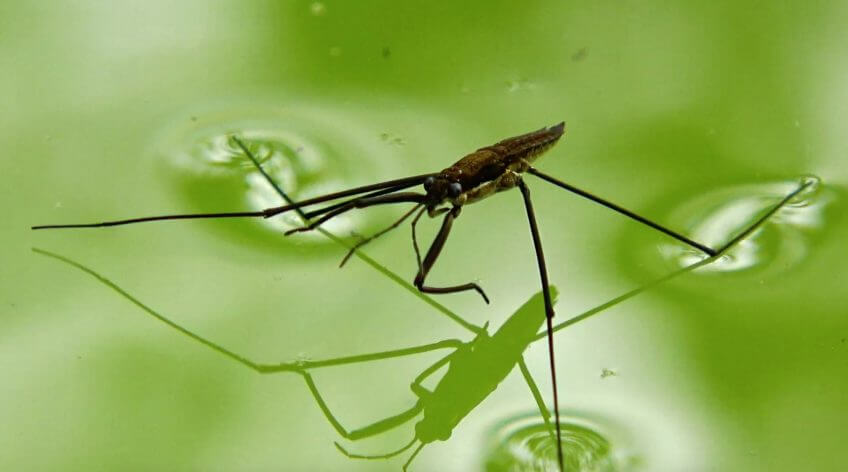 Résultat de recherche d'images pour "gerris marche sur l'eau"