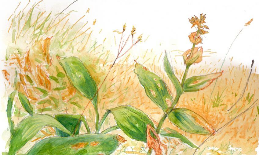 Gentiane jaune par Jacques Laesser