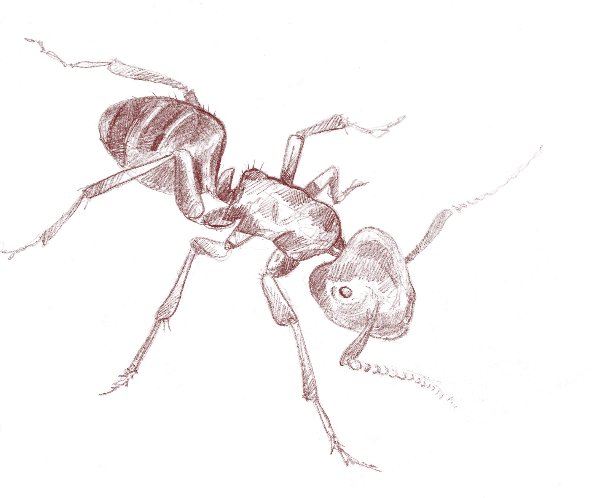Dessin de fourmi Camponotus herculeanus