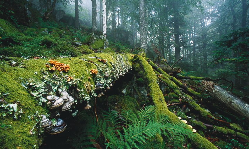Photo de sous-bois avec bois mort