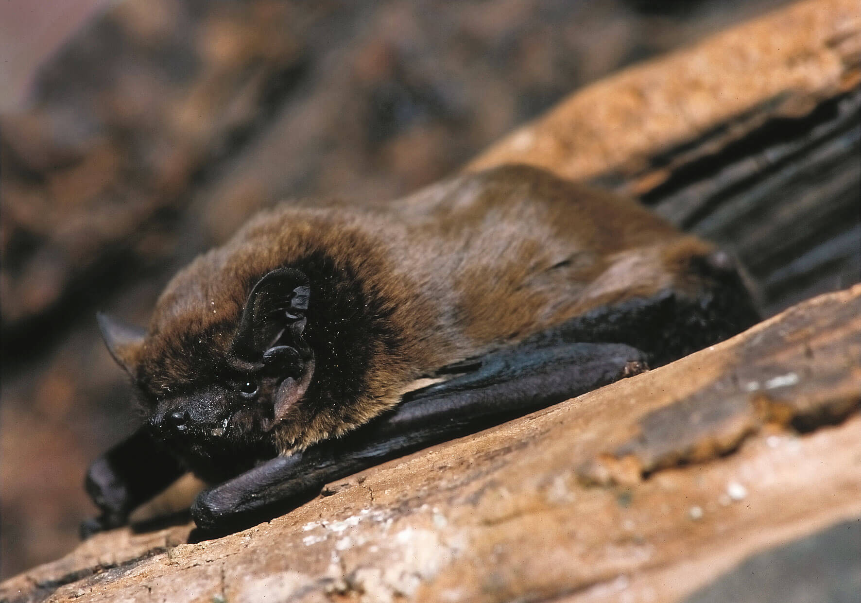 Photo de noctule