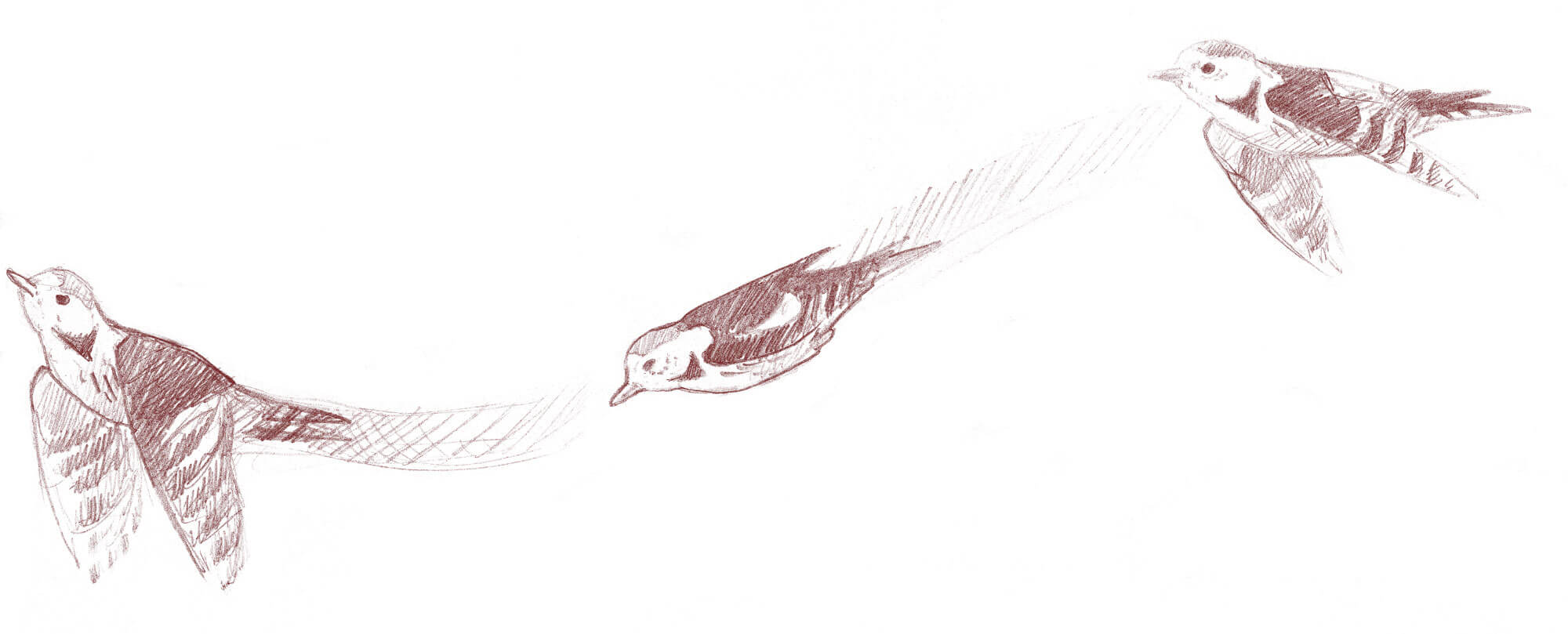 Dessin de la trajectoire du pic