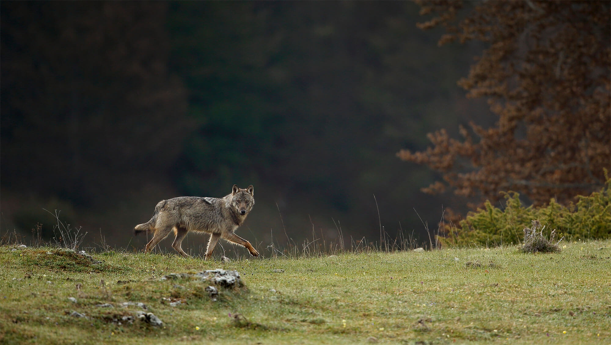 Abécédaire pour tout savoir sur le loup - La Salamandre Abécédaire pour tout savoir sur le loup - La Salamandre