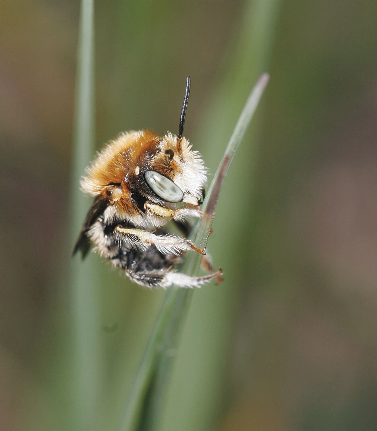 Abeille sauvage