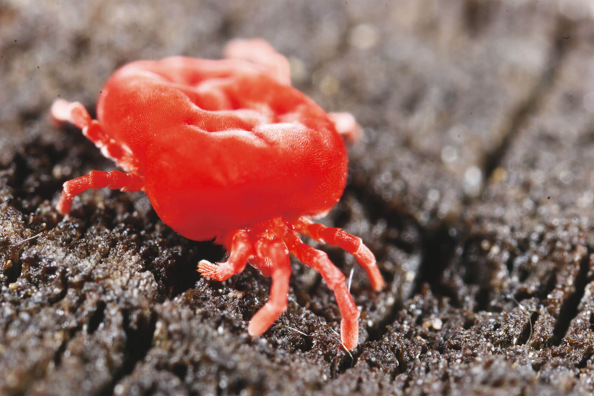 Acarien rouge macro