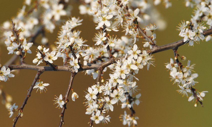 Arbre en fleur blanche