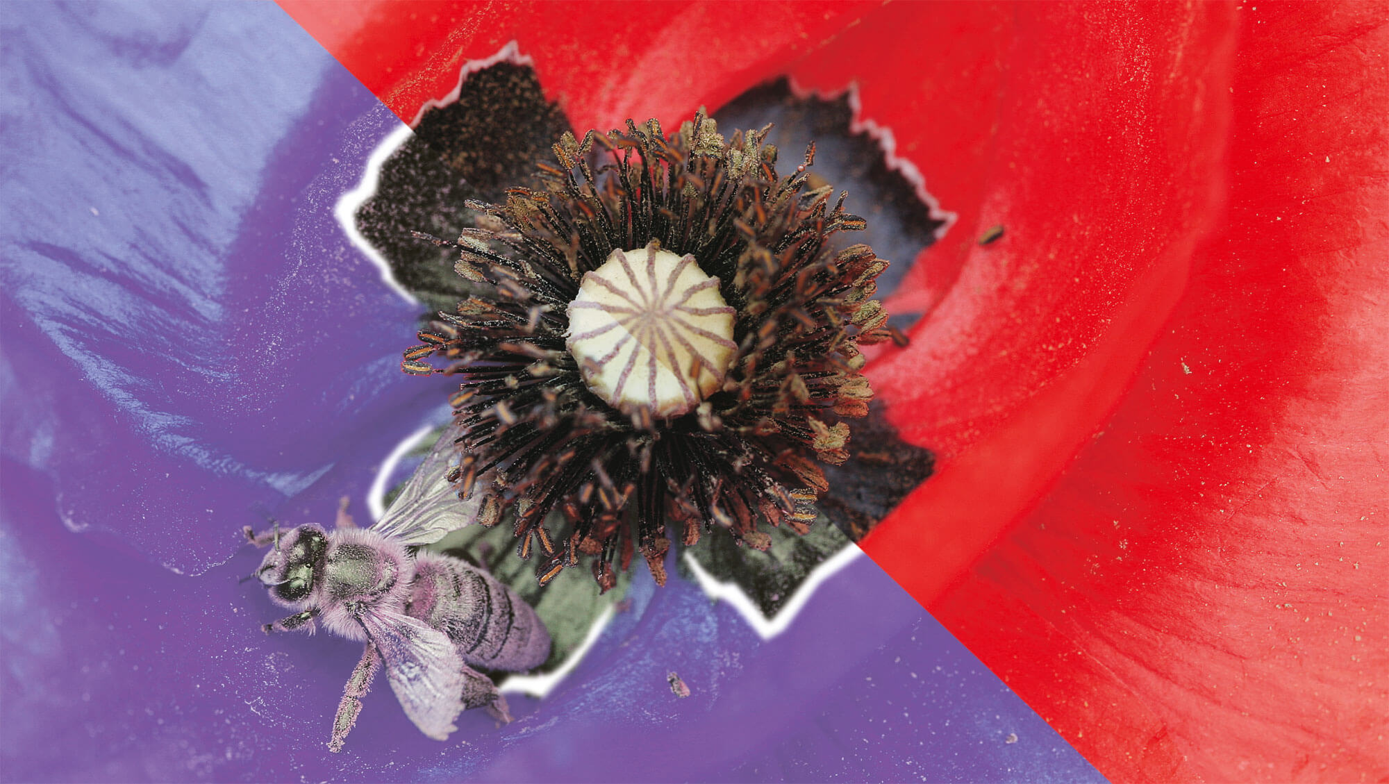 Aux yeux des abeilles, les pétales des coquelicots apparaissent non pas rouges mais ultraviolets.