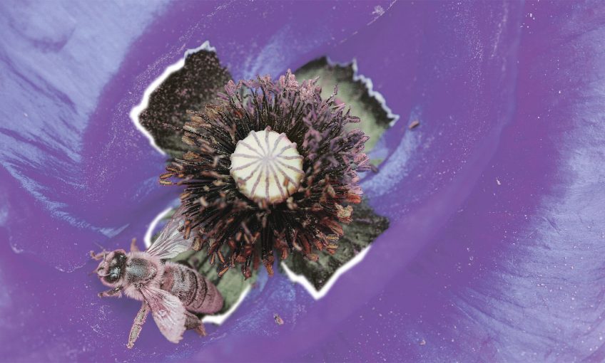 Aux yeux des abeilles, les pétales des coquelicots apparaissent non pas rouges mais ultraviolets.