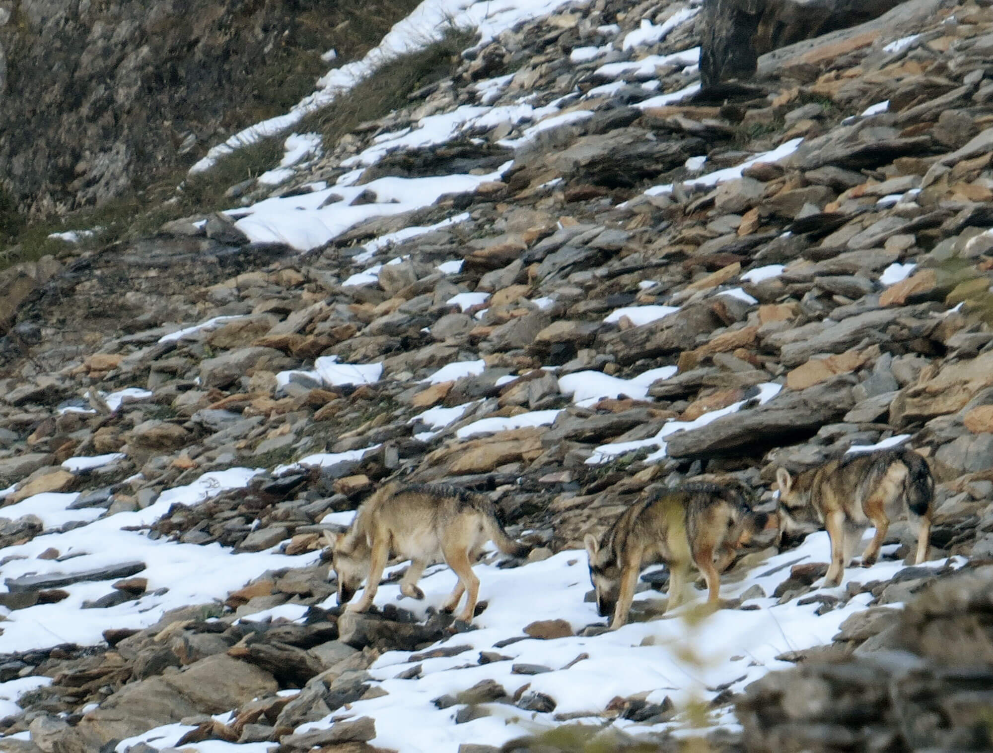Reportage autour des loups du Calanda dans les Grisons - La Salamandre